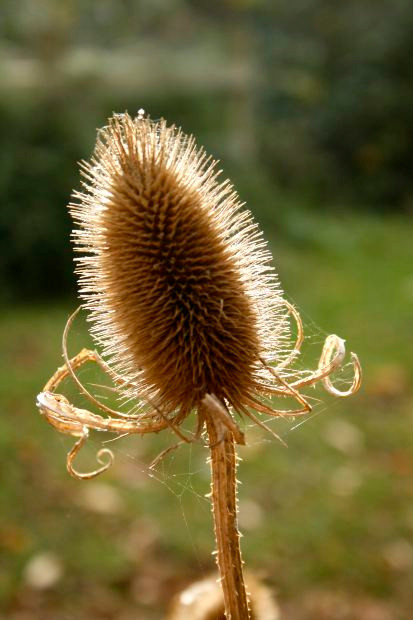 common-teasle-as-of-2013-common-teasel-is-on-the-washingt-flickr